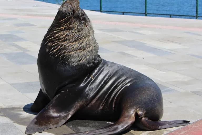 Lobo Marino